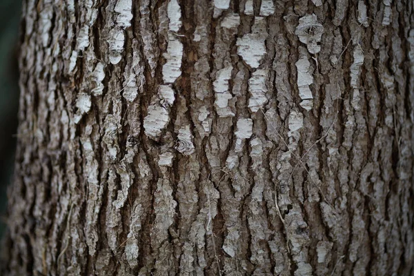 Nahaufnahme Von Holzrinde — Stockfoto