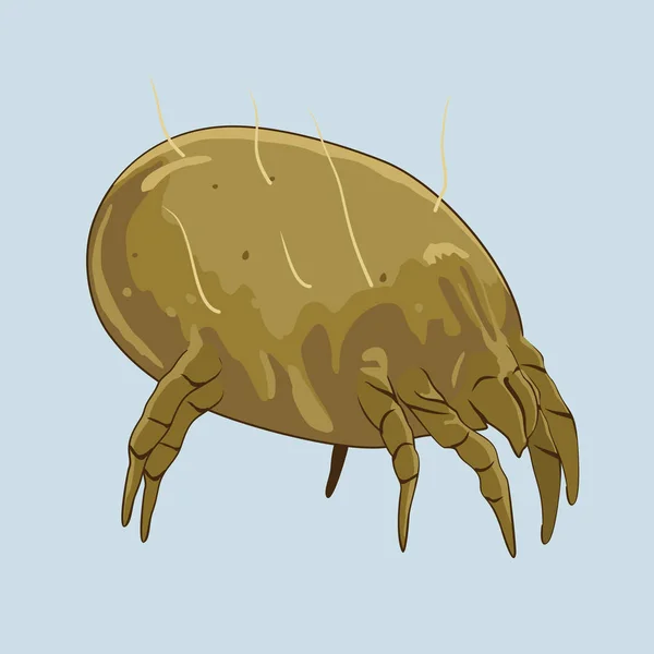 House dust mite — Stock Vector