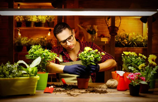 Homem feliz jardineiro transplantes e flores molhando — Fotografia de Stock