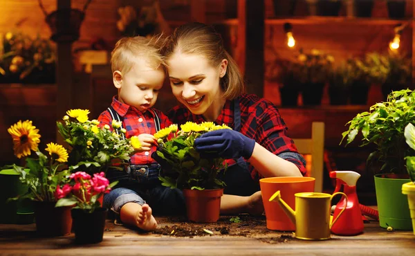 花を育てる家族の母親と赤ちゃん、ガーの実生植物を移植 — ストック写真