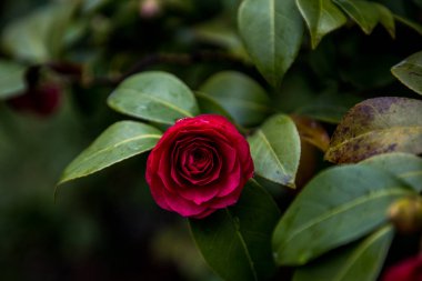 Bahçede kırmızı gül