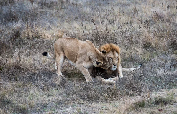 Dragostea unei leoaice şi a unui leu — Fotografie, imagine de stoc