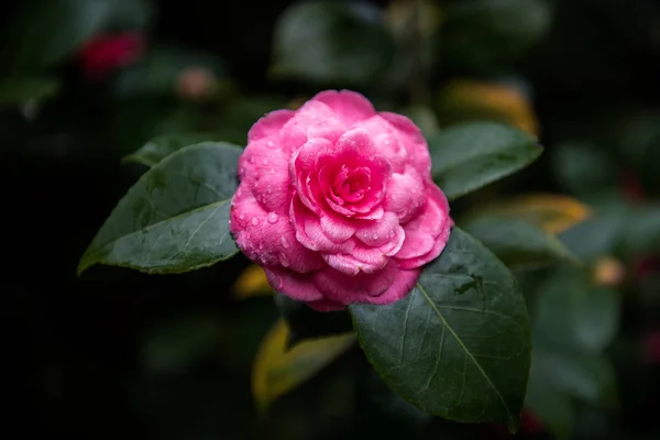 Rosa rosa no jardim — Fotografia de Stock