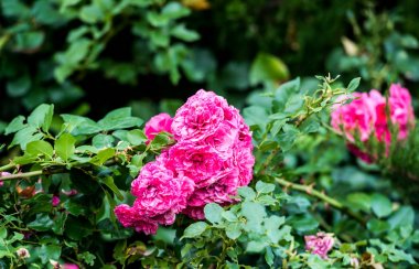 Bahçedeki pembe gül