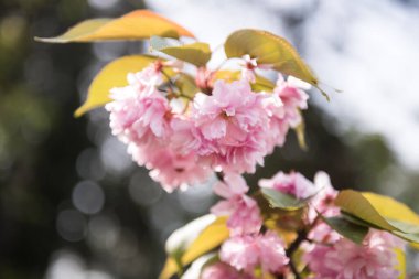 Mayıs 'ta çiçek açan pembe çifte kiraz ağacı. Bahçede çiçek açan kiraz ağacı. 
