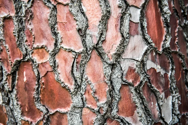 Bela Textura Casca Pinho Marrom Alta Qualidade — Fotografia de Stock