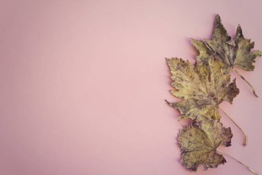 Üç akçaağaç yaprağı pembe bir arka plan üzerinde