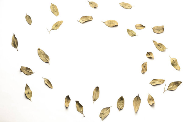 dry leaf isolated on white background