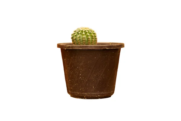 Potted Globe Cactus Geïsoleerd Witte Achtergrond — Stockfoto