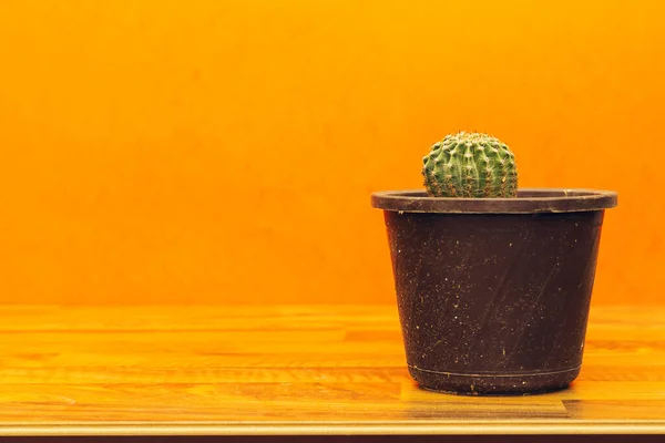 Globe Pot Cactus Isolé Sur Table Bois — Photo