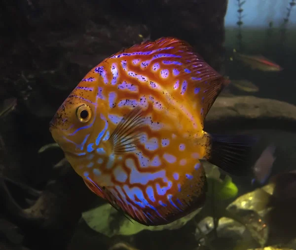 Symphysodon aequifasciatus vagy Discus piros — Stock Fotó