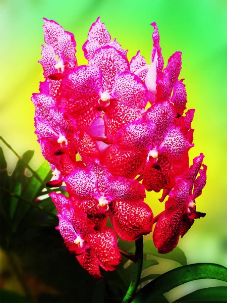 Orchidées ; fleur d'orchidée ; orchidée sur fond naturel ; fleur naturelle ; fleur forestière ; flore — Photo