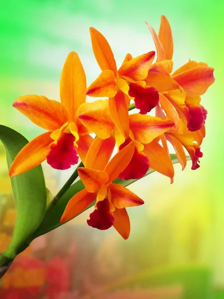 Orchid; Orchids; Orchid flower; Orchid on natural background; natural flower; forest flower; flora