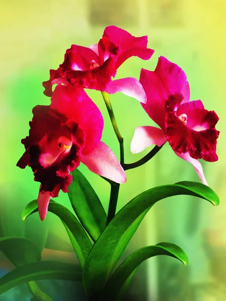 Orchid; Orchids; Orchid flower; Orchid on natural background; natural flower; forest flower; flora