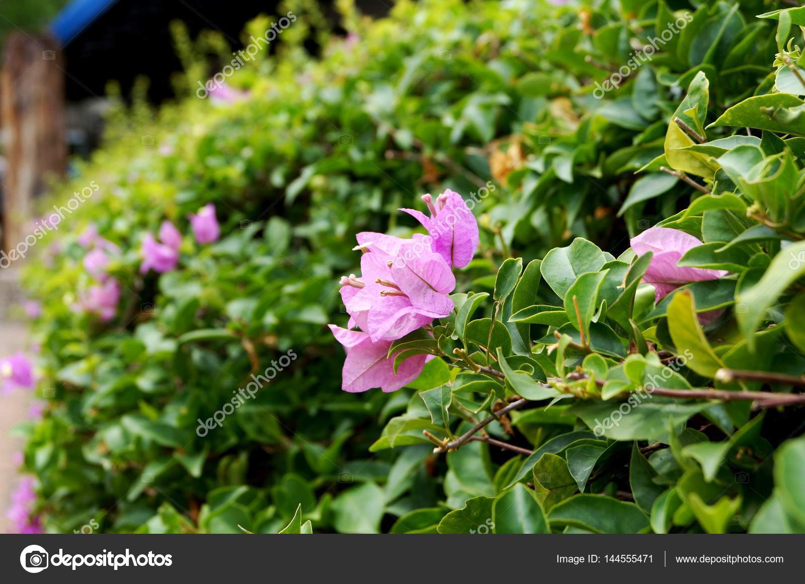 Arbuste à Fleurs Avec Petites Fleurs Roses Photographie