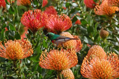 Table Mountain yakınındaki Güney Afrika'da bir Leucospermum cordifolium çiçek oturan renkli sunbird