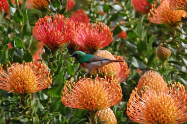 Colorful sunbird sitting on a Leucospermum cordifolium flower in south africa near Table Mountain clipart