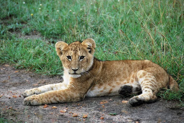 Lion cub feküdt a földön Keresek kíváncsi — Stock Fotó