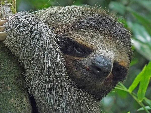 Close-up van een schattig luiaard — Stockfoto