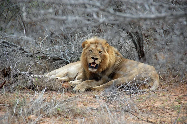 Rei leão deitado e descansando na grama savana entre arbustos secos — Fotografia de Stock