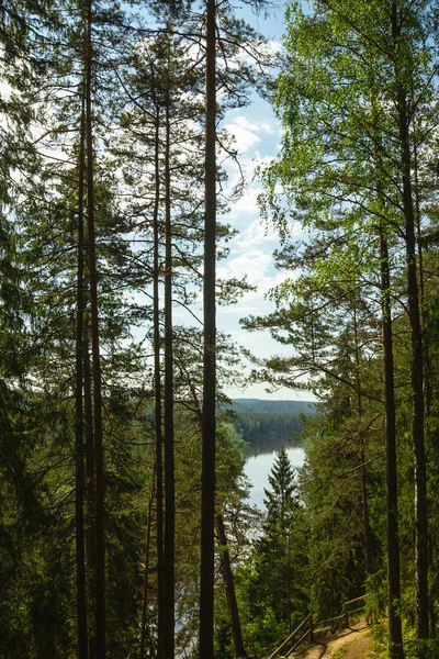 kızgın inek yeşil bir çayırda geliyor