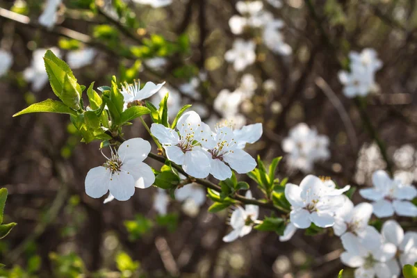 İlkbaharda elma açar.