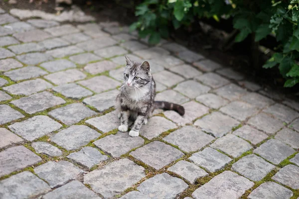 Kaldırımda oturan gri çizgili vahşi kedi