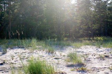 Vahşi deniz kum tepeleri ve çam ahşap orman