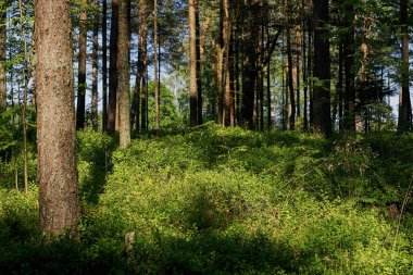 çam ağaçları orman Letonya