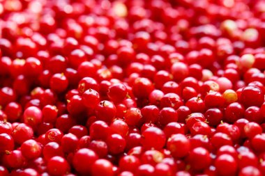 Kırmızı kızılcık meyveler