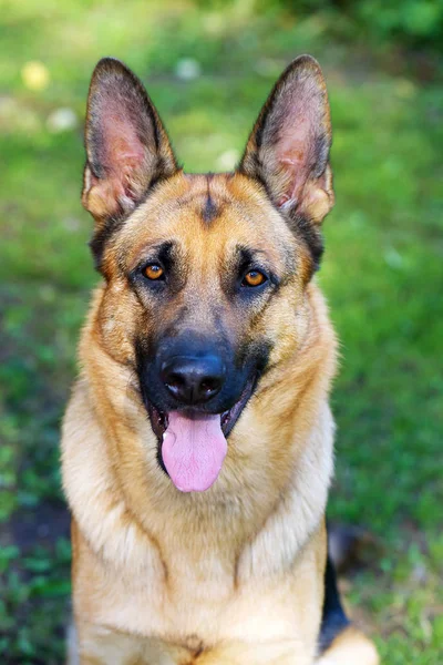 Alman çoban köpek yeşil bahçesinde oturur