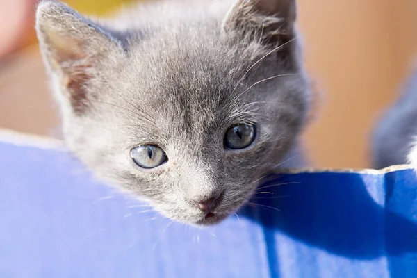 Pequeno gatinho de cabelos grisalhos surpreso na caixa — Fotografia de Stock