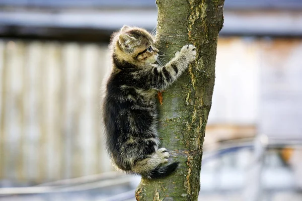 Um pequeno gatinho vadio está rastejando em uma árvore — Fotografia de Stock