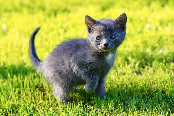 Pequeno gatinho de cabelos grisalhos surpreso no jardim — Fotografia de Stock