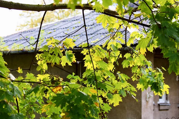 yeşil ve sarı sonbahar yaprakları