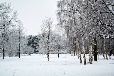 Ağaç - karla kaplı bir huş ağacı, çam, çalı manzara kış