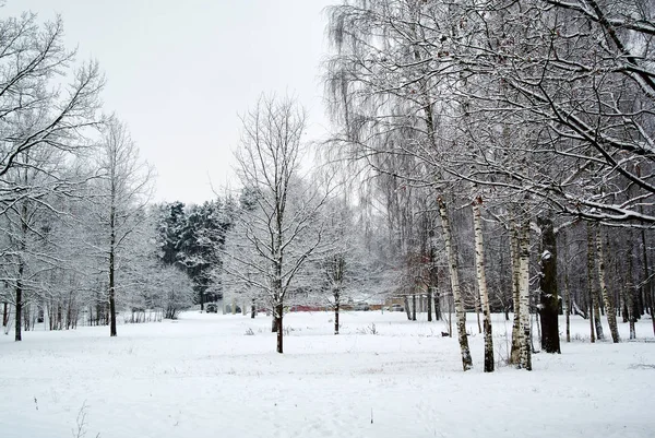 Ağaç - karla kaplı bir huş ağacı, çam, çalı manzara kış