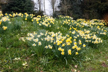 kırsal bölgede büyüyen yabani sarı nergis kır çiçekleri