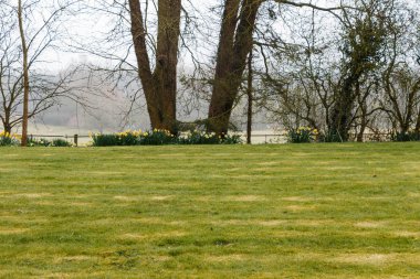 kırsal bölgede büyüyen yabani sarı nergis kır çiçekleri