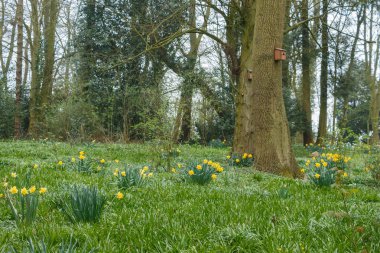 kırsal bölgede büyüyen yabani sarı nergis kır çiçekleri