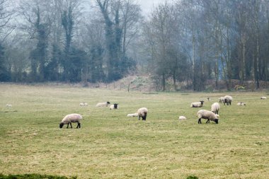 İngiltere'de yaz aylarında çayırda otlatma koyun