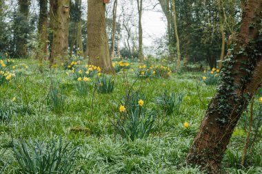kırsal bölgede büyüyen yabani sarı nergis kır çiçekleri