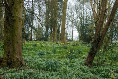 kırsal bölgede büyüyen yabani sarı nergis kır çiçekleri