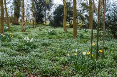 kırsal bölgede büyüyen yabani sarı nergis kır çiçekleri