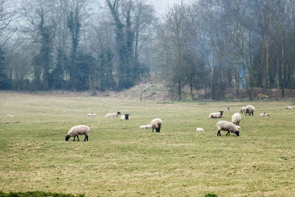 İngiltere'de yaz aylarında çayırda otlatma koyun