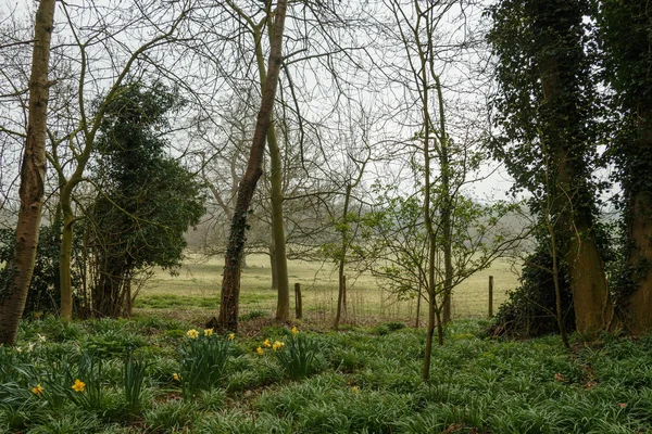 kırsal bölgede büyüyen yabani sarı nergis kır çiçekleri