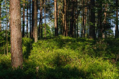 Fairytale orman güneş ışığı ve gölgeler, çam ağaçları ve yeşil ciğeri