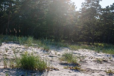 Fairytale orman güneş ışığı ve gölgeler, çam ağaçları ve yeşil ciğeri