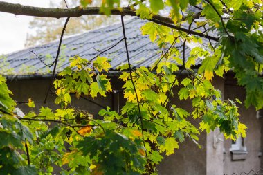 Doğal ortamında Mapple ağaç parlak sonbahar yaprakları