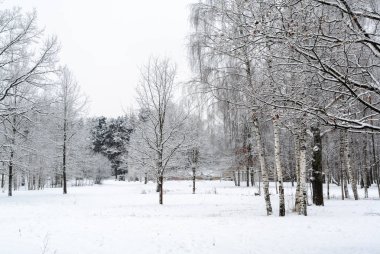 Ağaç ve diğer ağaçlar ile beyaz kış manzarası